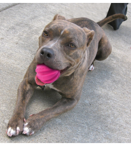 DOG COMETS HALLEY ROZE