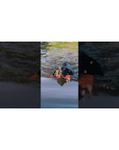 DOG COMETS BOBBER GROEN DOG COMETS BOBBER GROEN