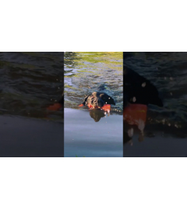 DOG COMETS BOBBER GROEN