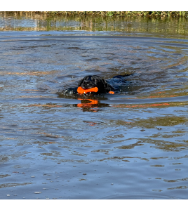 DOG COMETS BOBBER ROZE