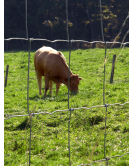 SCHAPENGAAS ZWAAR PRAIRIE CRAPAL4 140X11X15 50 M