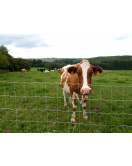 SCHAPENGAAS ZWAAR PRAIRIE CRAPAL4 140X11X15 50 M