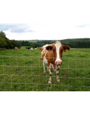 SCHAPENGAAS LICHT PRAIRIE CRAPAL2 150X19X15 50 M