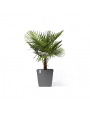 ROTTERDAM WHEELS 50 GREY