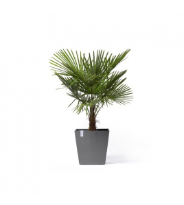 ROTTERDAM WHEELS 50 GREY