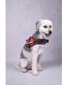 HOND HARNAS PLUTO ROOD XS 28-36CM 40-55CM 9CM 25MM HOND HARNAS PLUTO ROOD XS 28-36CM 40-55CM 9CM 25MM