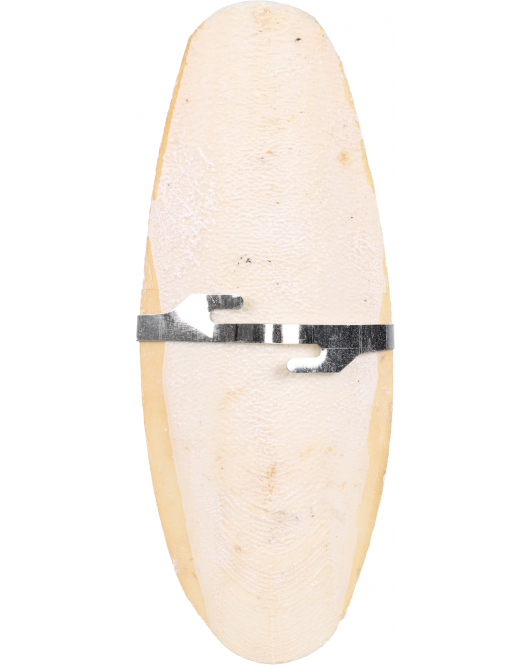 SEPIA SCHELP BECCO 15CM PREMIUM