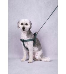 HOND LOOPLIJN ZIGGI DONKERGROEN 1,3M 20MM