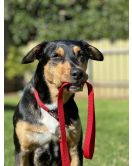 HOND LOOPLIJN ZIGGI ROOD 1,3M 25MM