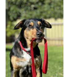 HOND LOOPLIJN ZIGGI ROOD 1,3M 25MM