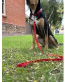 HOND LOOPLIJN ZIGGI ROOD 1,3M 25MM