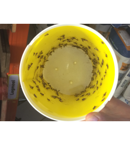 BLACK STRIPE MOTTENVAL LIJMPLAAT 10 ST