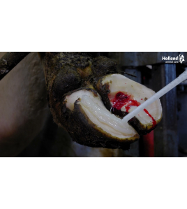 EXCELLENT EASY HOOF BLOCK HOUT - 11 CM