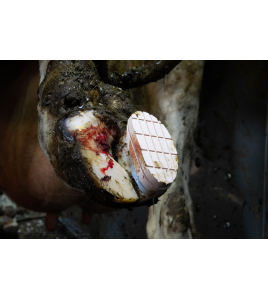 EXCELLENT EASY HOOF BLOCK HOUT - 11 CM