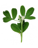 FENUGREEK (FENEGRIEK) 1 KG