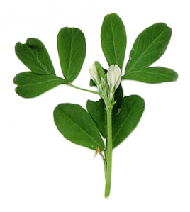 EXCELLENT HORSE FENUGREEK 1 KG