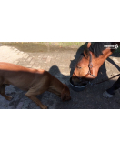 EXCELLENT HORSE TOTAL BALANCE 1 L