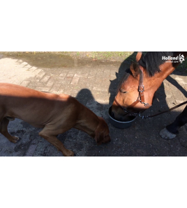 EXCELLENT HORSE TOTAL BALANCE 1 L