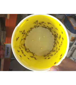 BLACK STRIPE MOTTENVAL 1 ST