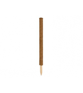 KOKOSPLANTSTOK 60CMX38MM