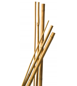 BAMBOESTOK NATUREL H300CM &#216;20-22MM SET A 3 STUKS