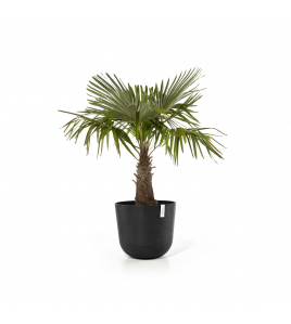 OSLO 55 DARK GREY OSLO 55 DARK GREY