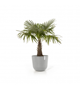 OSLO 55 WHITE GREY OSLO 55 WHITE GREY