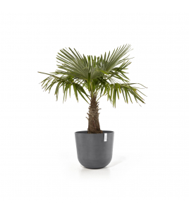 OSLO 55 GREY OSLO 55 GREY