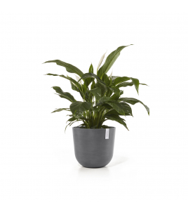 OSLO 45 GREY OSLO 45 GREY