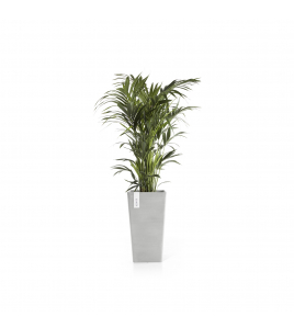 ROTTERDAM MID HIGH 56 WHITE GREY ROTTERDAM MID HIGH 56 WHITE GREY