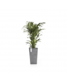 ROTTERDAM MID HIGH 56 GREY
