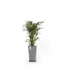 ROTTERDAM MID HIGH 56 GREY