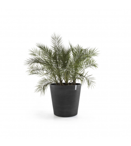 AMSTERDAM WHEELS 80 DARK GREY AMSTERDAM WHEELS 80 DARK GREY