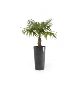 AMSTERDAM HIGH 76 DARK GREY AMSTERDAM HIGH 76 DARK GREY