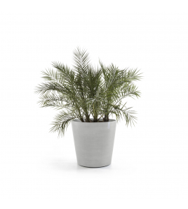 AMSTERDAM WHEELS 60 WHITE GREY AMSTERDAM WHEELS 60 WHITE GREY