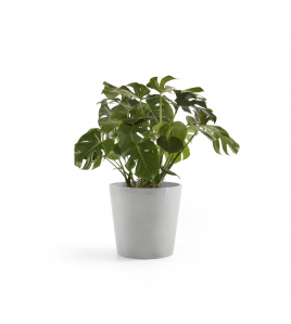 AMSTERDAM 60 WHITE GREY AMSTERDAM 60 WHITE GREY