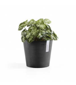 AMSTERDAM 17 DARK GREY AMSTERDAM 17 DARK GREY