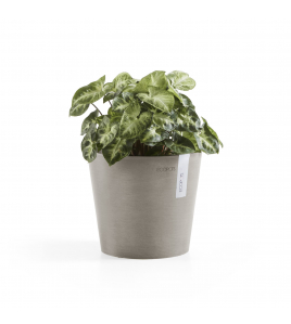 AMSTERDAM 17 TAUPE AMSTERDAM 17 TAUPE