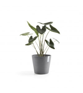 AMSTERDAM 30 GREY AMSTERDAM 30 GREY