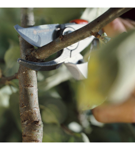 PL SNOEISCH. BP 50/21 PL SNOEISCH. BP 50/21