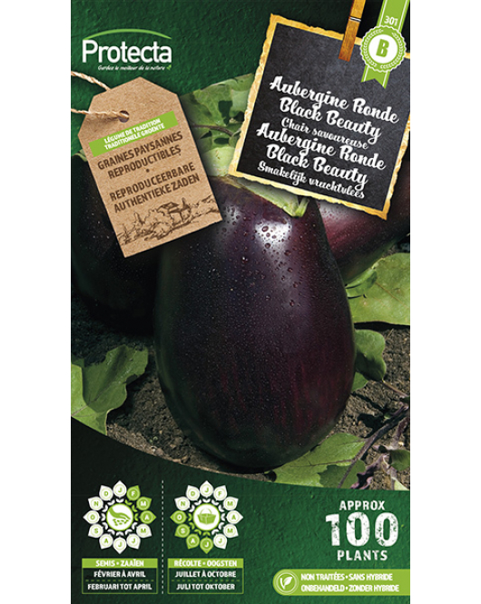 AUBERGINE RONDE BLACK BEAUTY