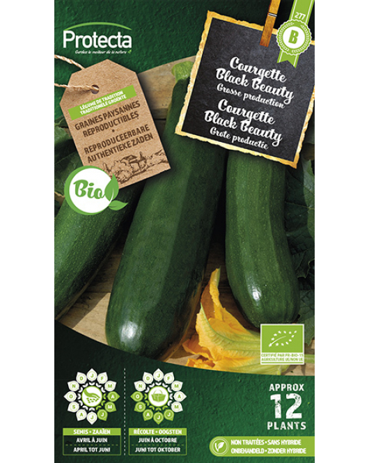 COURGETTE BLACK BEAUTY FR-BIO-15