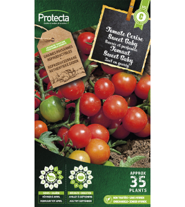TOMAAT SWEET BABY