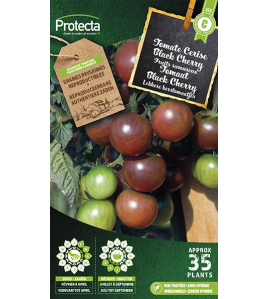 TOMAAT BLACK CHERRY