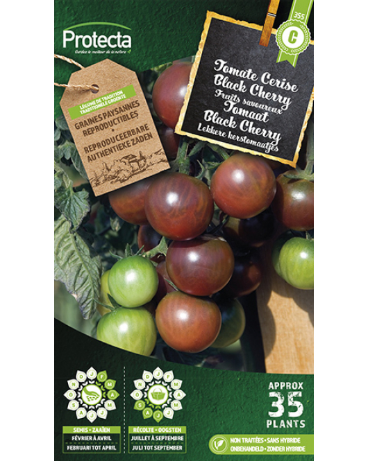 TOMAAT BLACK CHERRY