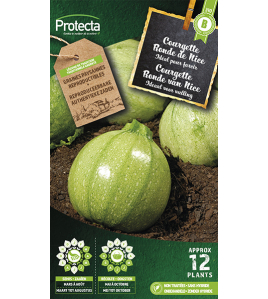 COURGETTE RONDE VAN NICE