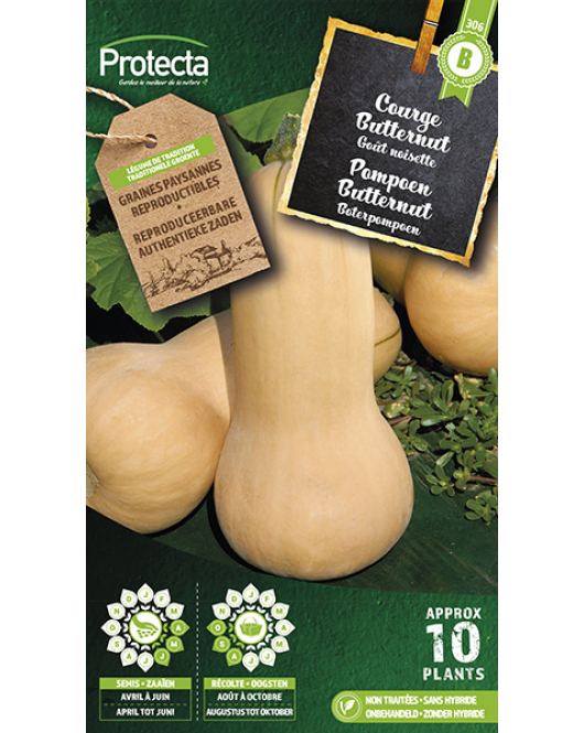 POMPOEN BUTTERNUT